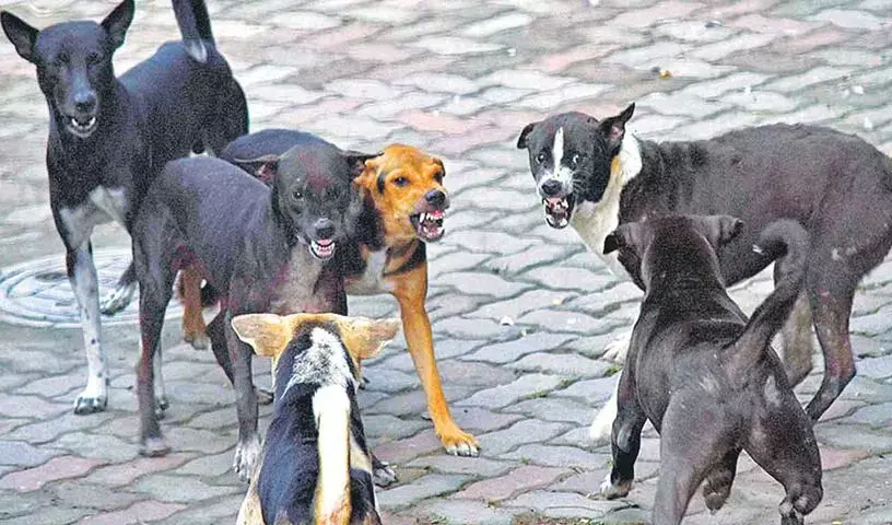 Vets Warn Public to Avoid Stray Dogs Amid Mating Season