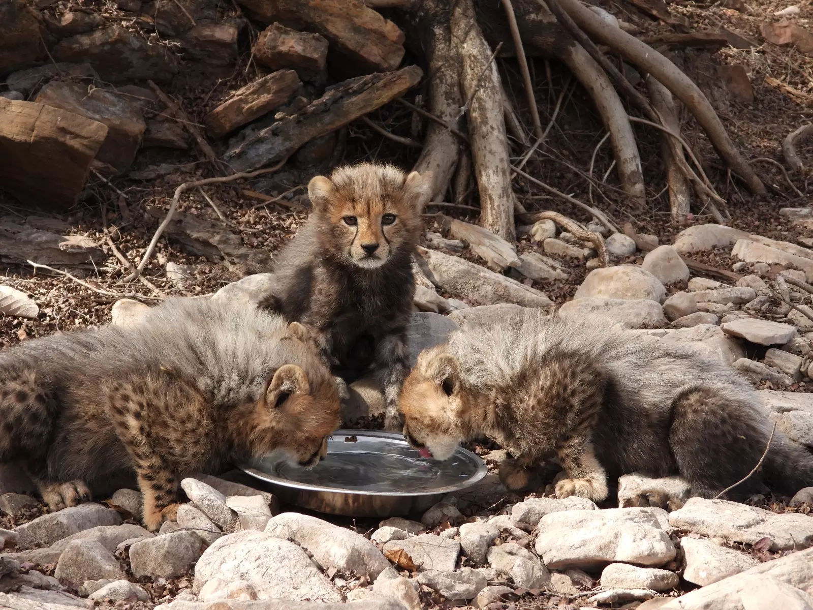 MP: Innovative measures make Kuno cheetahs beat summer heat, lead to zero-casualty among felines