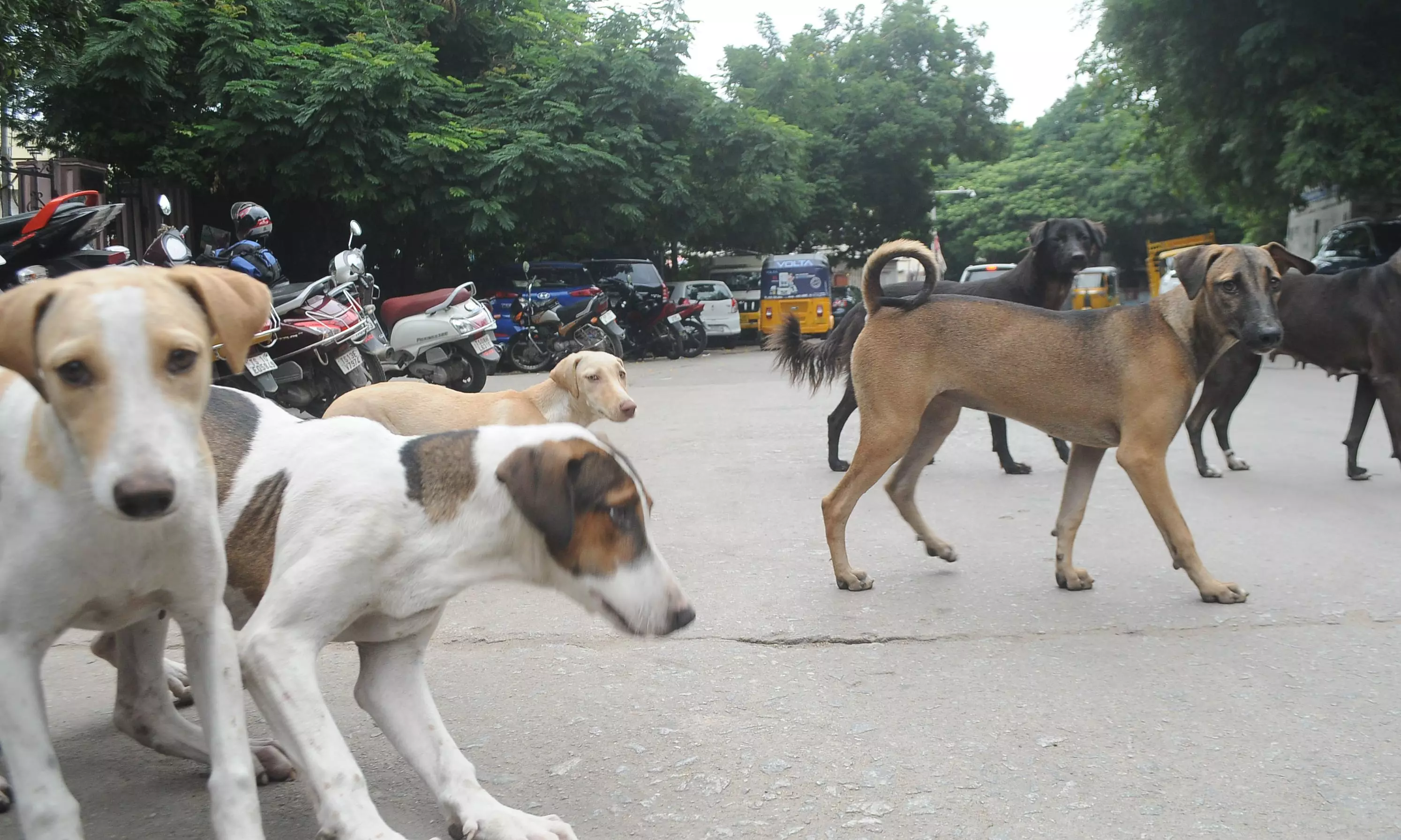 GHMC Announces Street Dog Sterilization and Anti-Rabies Vaccination Initiative