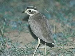 Andhra Pradesh: Survey for Critically Endangered Bird Species Jerdon’s Courser Begins in Kadapa