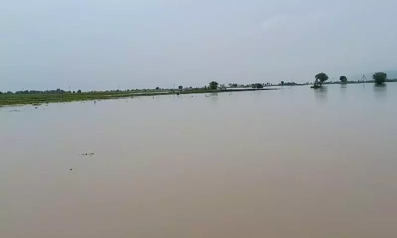 Floods: Huge Damage to Standing Crops in Villages on Banks of Pranahita