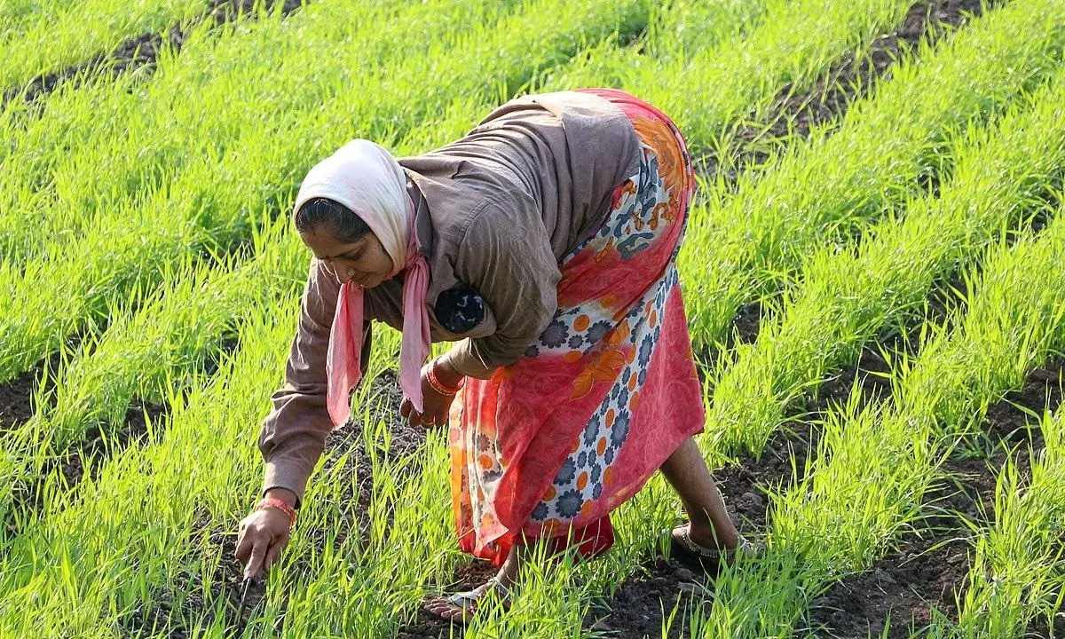 Budget Fails to Address Agri Problems Highlighted by Economic Survey: Experts