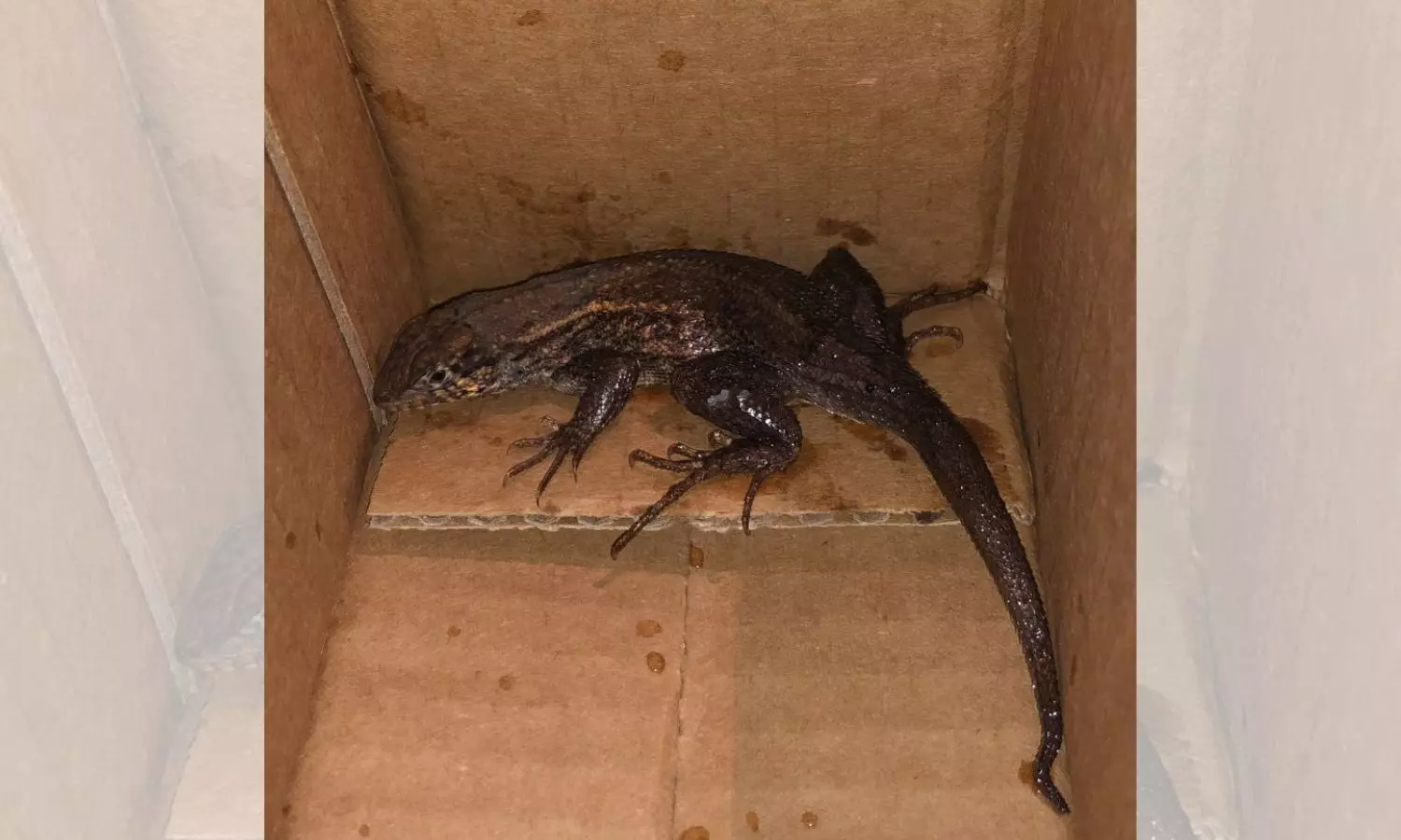 Woman orders Air fryer on Amazon; receives lizard in package