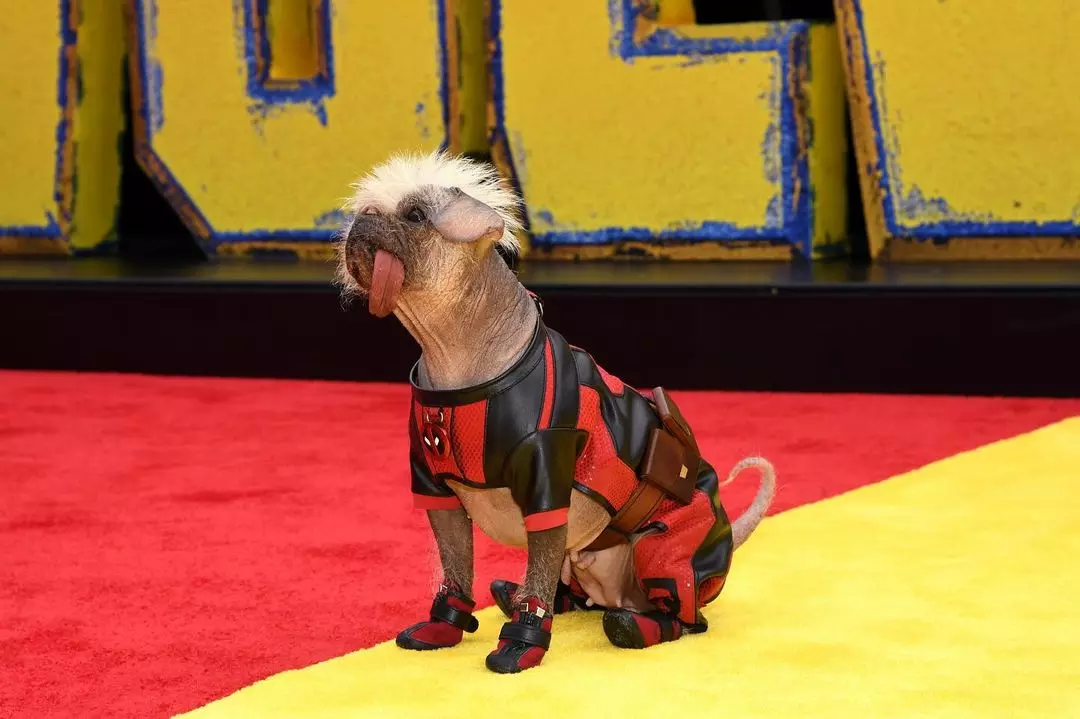 Mutant Mayhem: Peggy, the Furless Wonder Dog, Joins Deadpool's Circus