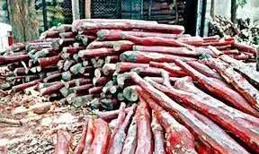 Andhra Pradesh: 13 Red Sanders Smugglers Arrested in Crackdown