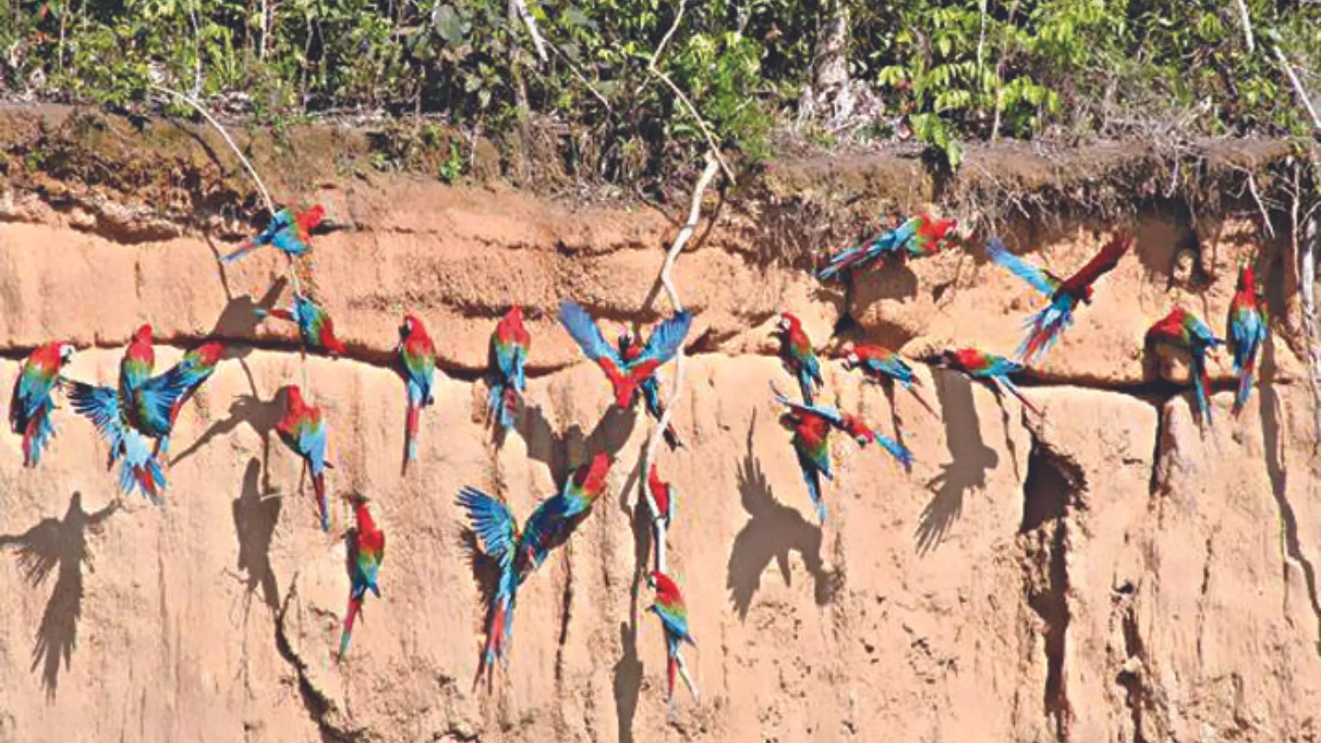 Forest essential self-treatment in animal kingdom