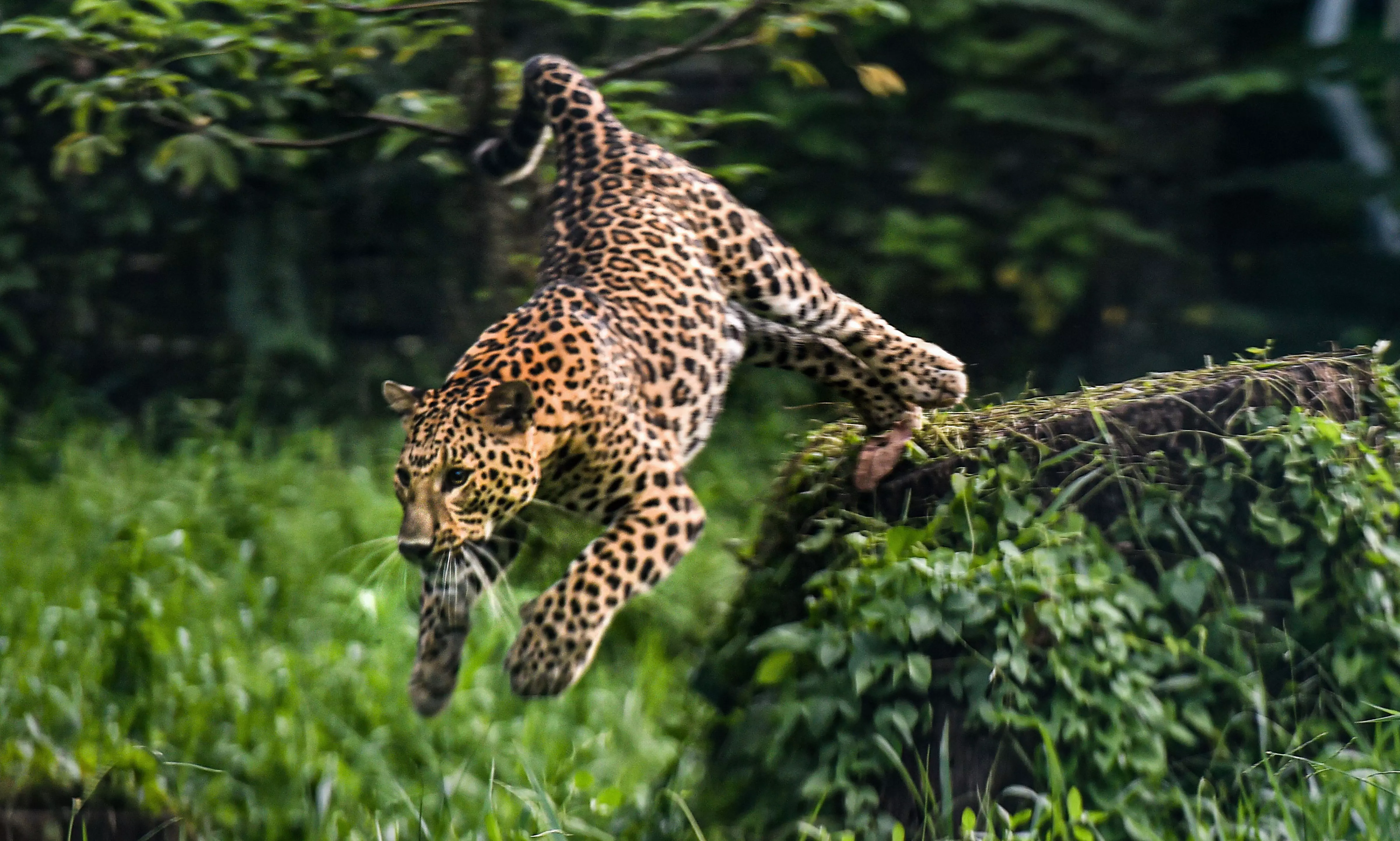 Andhra Pradesh: Leopard spotted again in Mahanandi