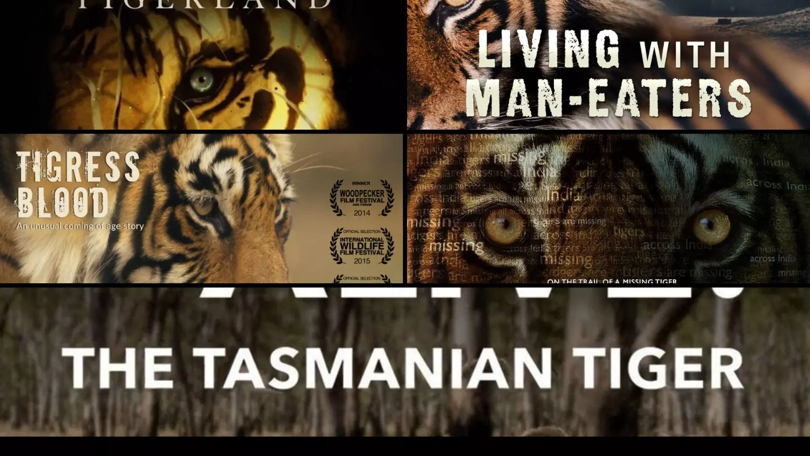 5 Roaring shows to binge on Animal Planet and discovery+ ahead of International Tiger Day