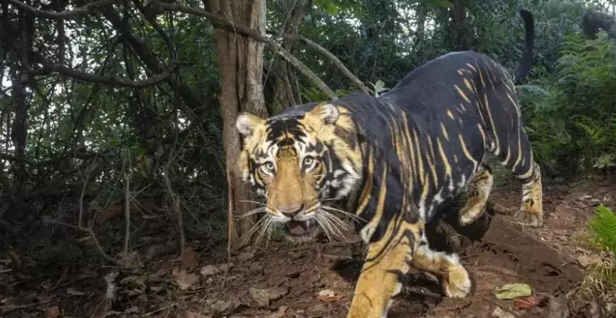 Melanistic Tiger Safari in Odisha’s Similipal Getting Ready to Welcome Visitors