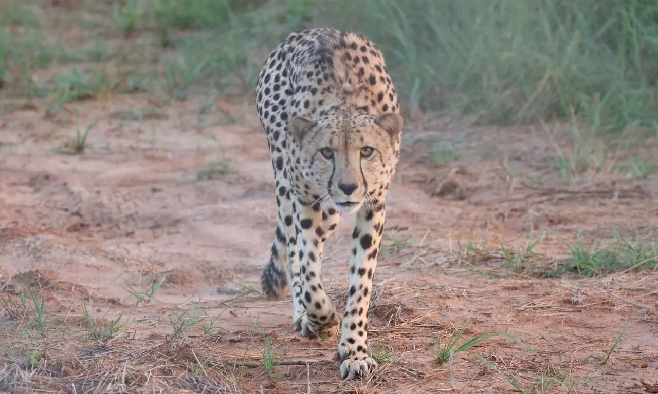 Casanova of Kuno: Male Cheetah Pavan Fathers Seven Cubs in National Park