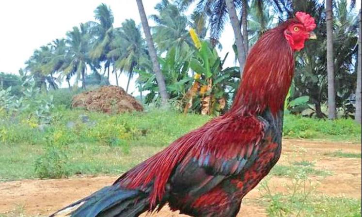 30 Fighter Roosters Stolen in Peddapalli