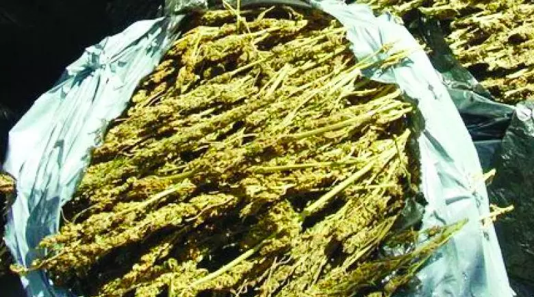 Andhra Pradesh: 17 Smugglers, Including 2 Juveniles, Held With Ganja