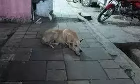 Telangana: SAFI Members Rescue Stray Dog Stuck in Plastic Tin