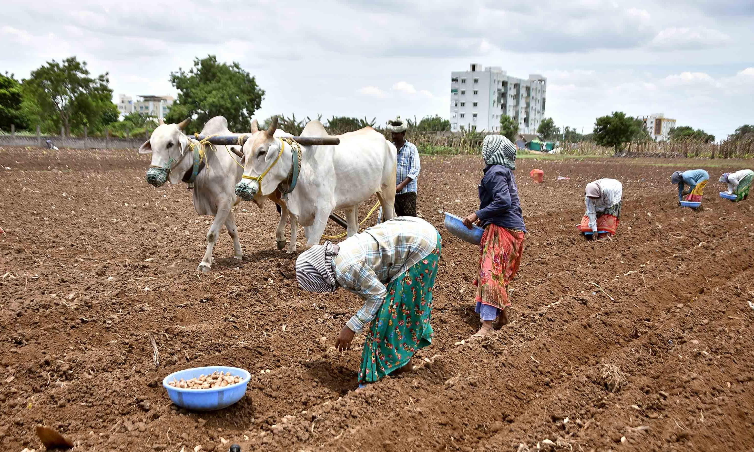 Telangana: Teacher Working for Farmers in Distress Wants Sops to Cover Tenants