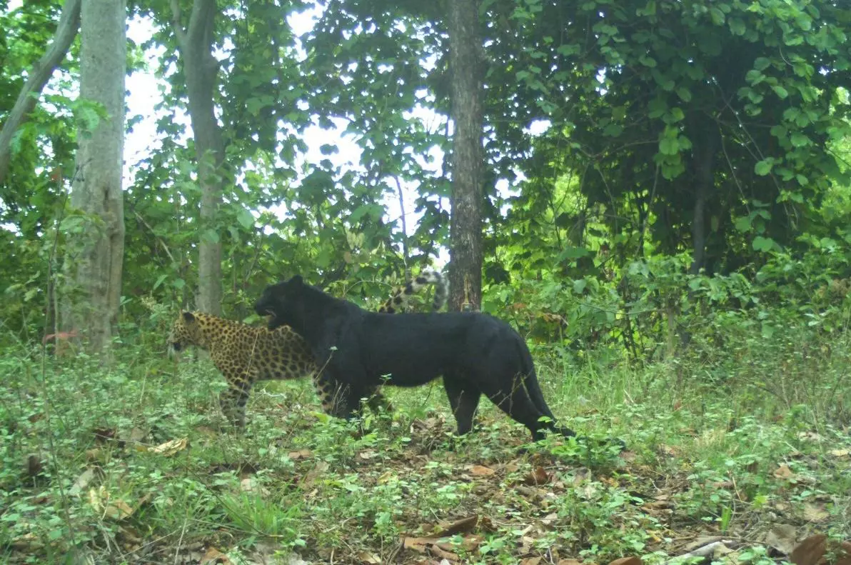 Chhattisgarh : Rare black panther sighted in Achanakmar tiger reserve