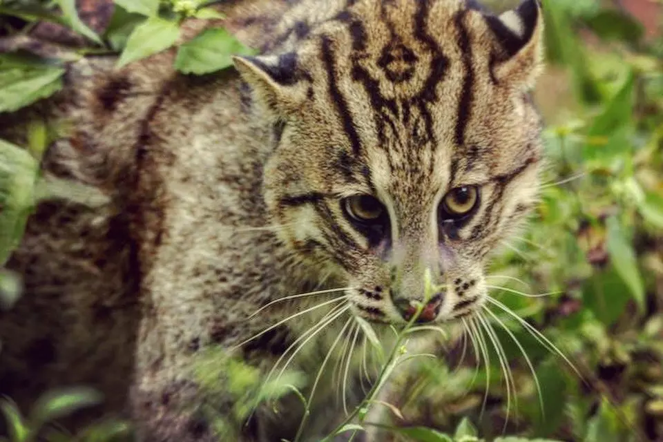 Fishing Cat Census To Be Taken Up in Krishna Sanctuary Soon