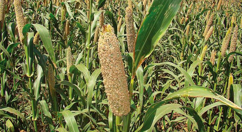 MP to Include Millets in PDS