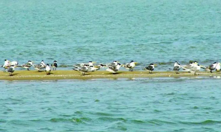 Andhra Pradesh: Government to Desilt Pulicat Lake for Fishermen, Tourists