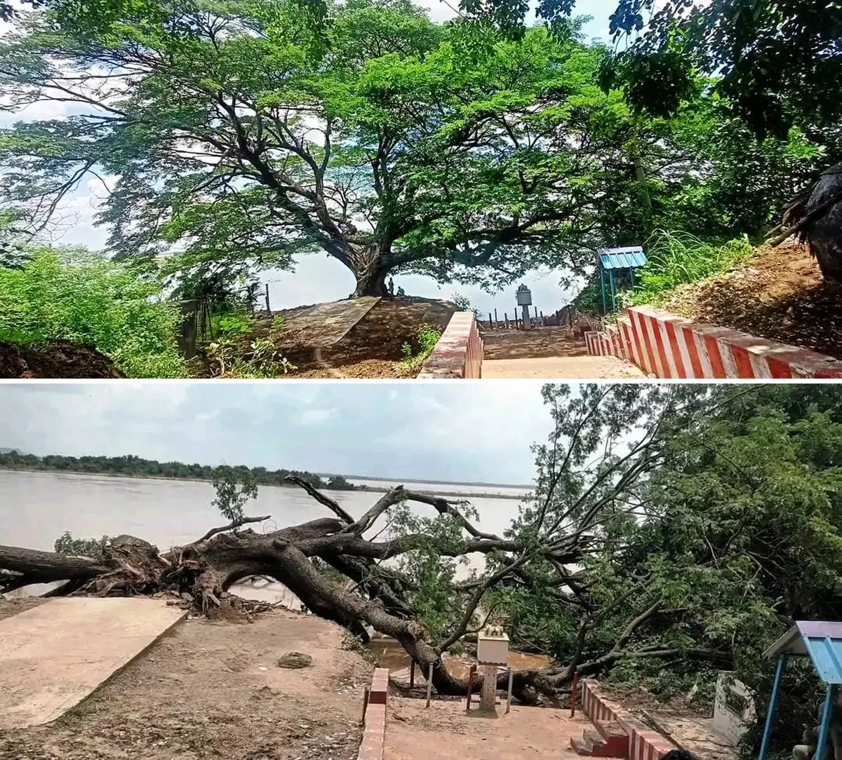 AP: Collapse of 150-Year-Old Movie Tree Leaves a Village in Mourning