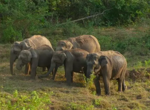 Elephant Themed Art Competition Organised for World Elephant Day in Vizag