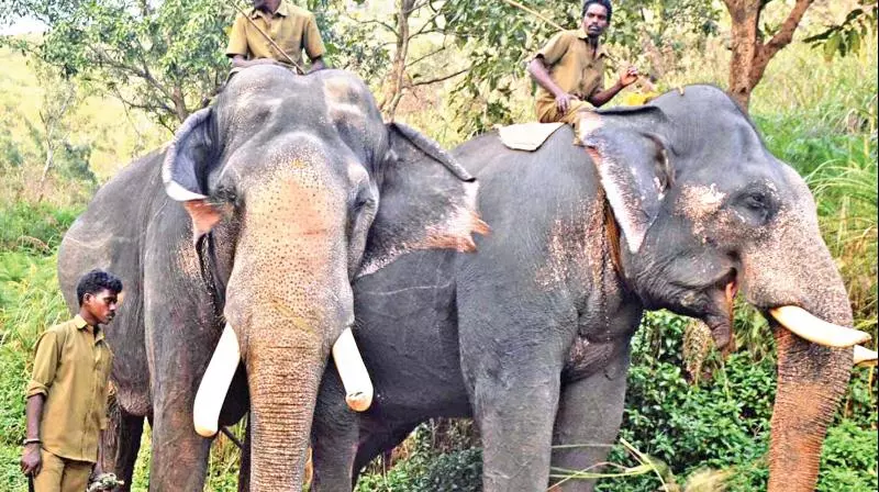 Kurupam Looks to Karnataka for Kumki Elephants Amidst Attacks