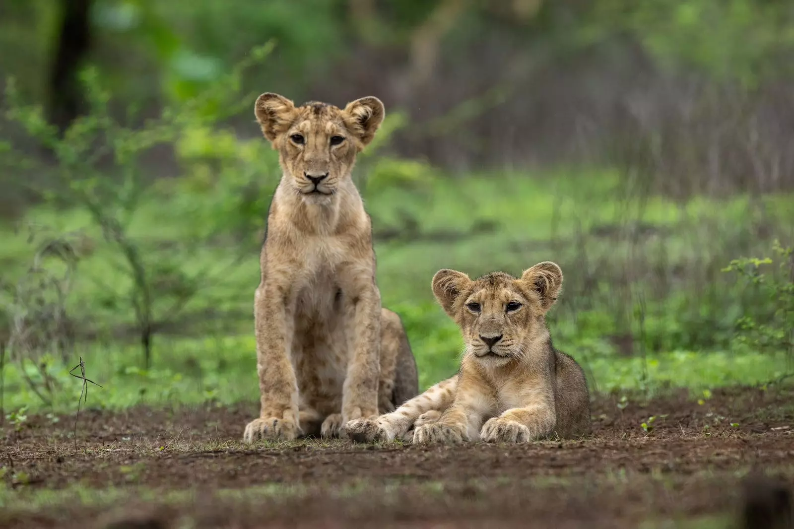 World Lion Day: PM Modi shares stunning pictures, lauds conservationists