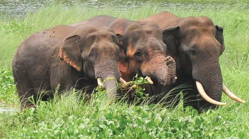 Census in South Reveals Andhra Pradesh Has 142–148 Elephants