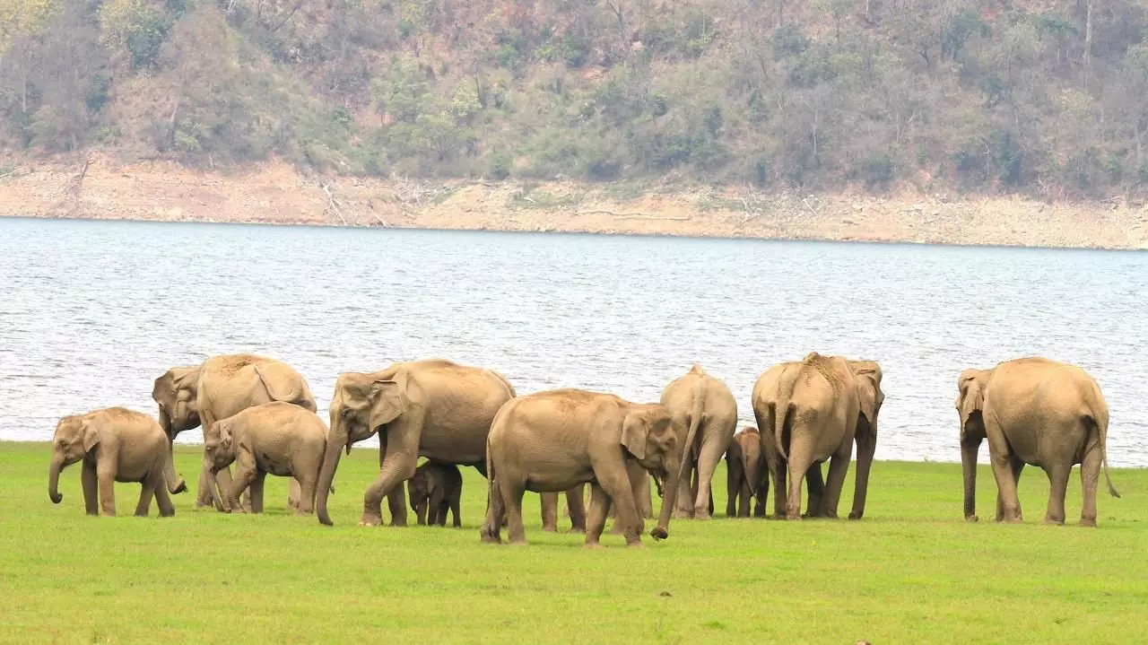 India committed to ensure conducive habitat for elephants: PM Modi