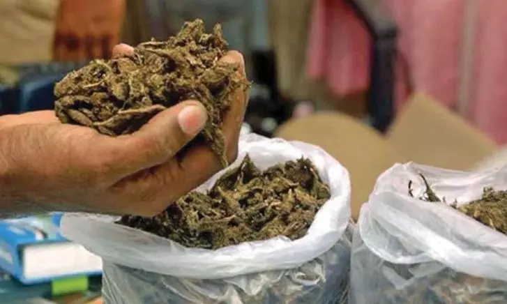 Vizianagaram police bust ganja smuggling ring, arrest 10