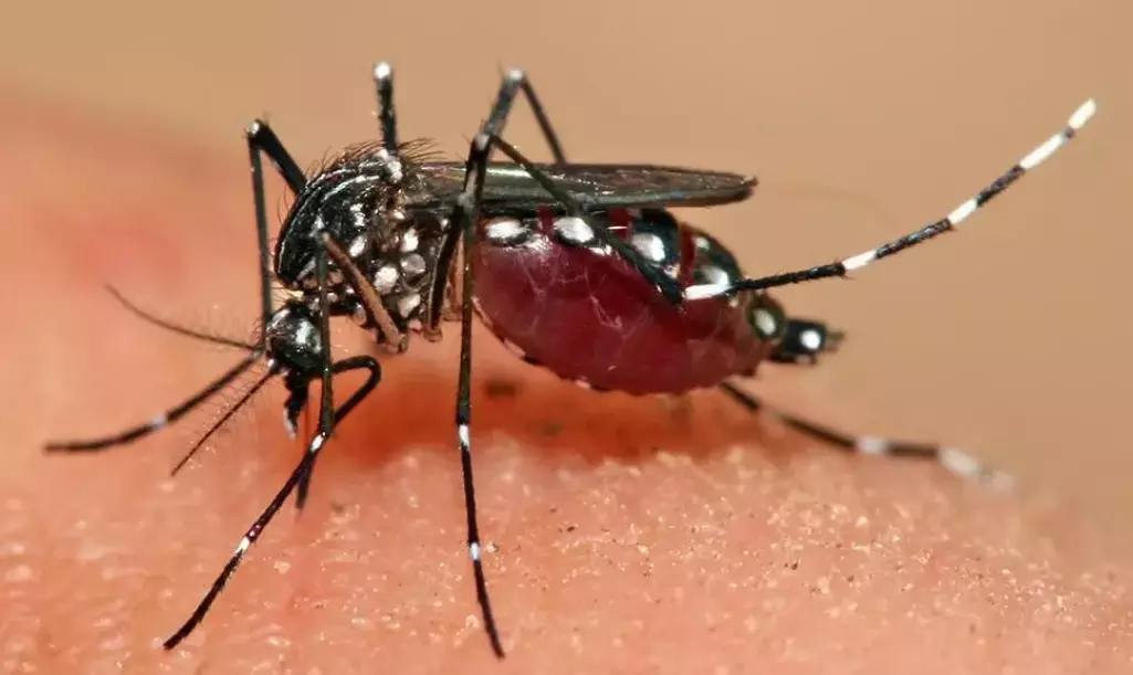 GHMC records 1143 dengue cases so far