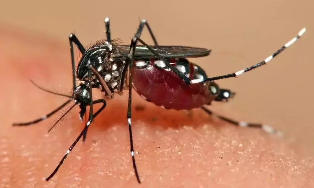 Erstwhile Adilabad Records 60 Dengue Cases in Last 15 Days