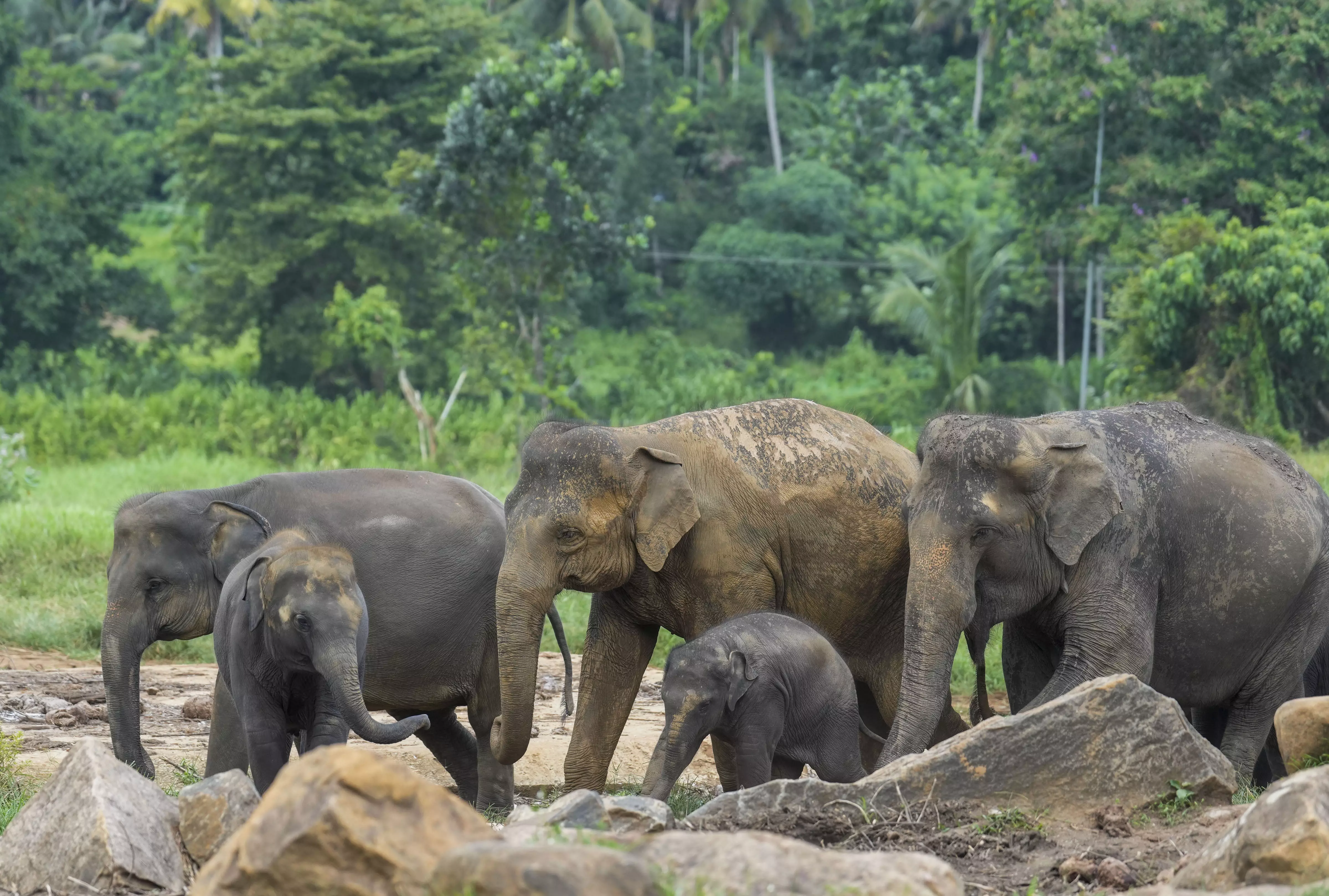 Elephant census delayed in northeast; final count likely in June 2025