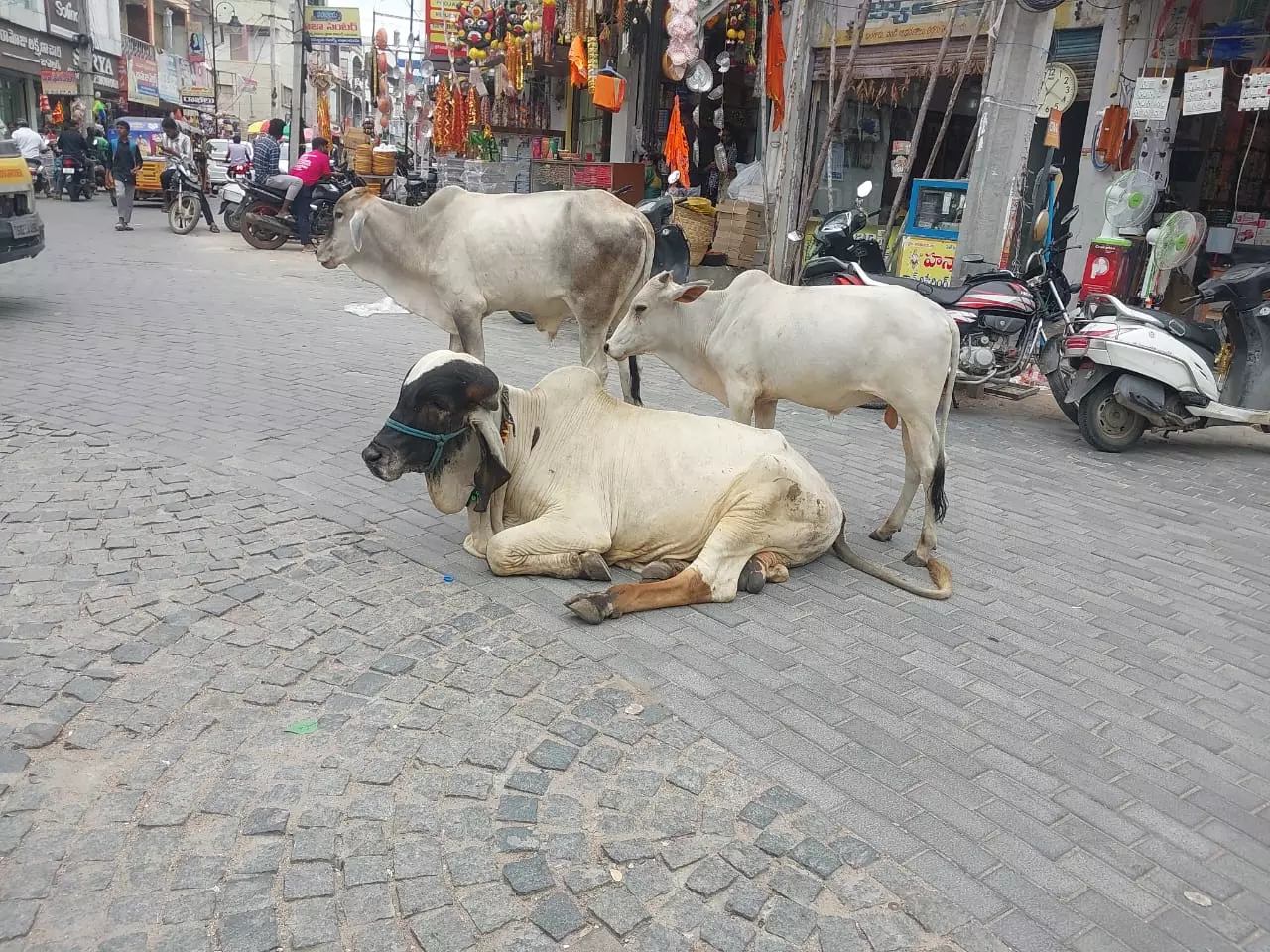 Activist Seeks Court Action to Protect Stray Cows in Karimnagar