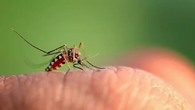 Hyderabad: Schools and parents press panic button as dengue cases rise