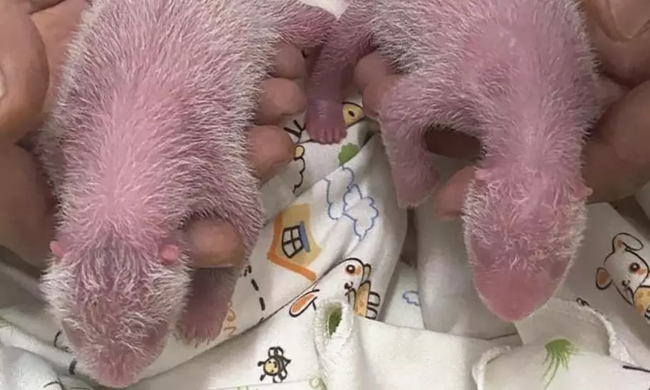 Hong Kong Welcomes the Birth of its First Locally Born Giant Pandas