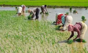 Time is running out for farm insurance, say farmer unions