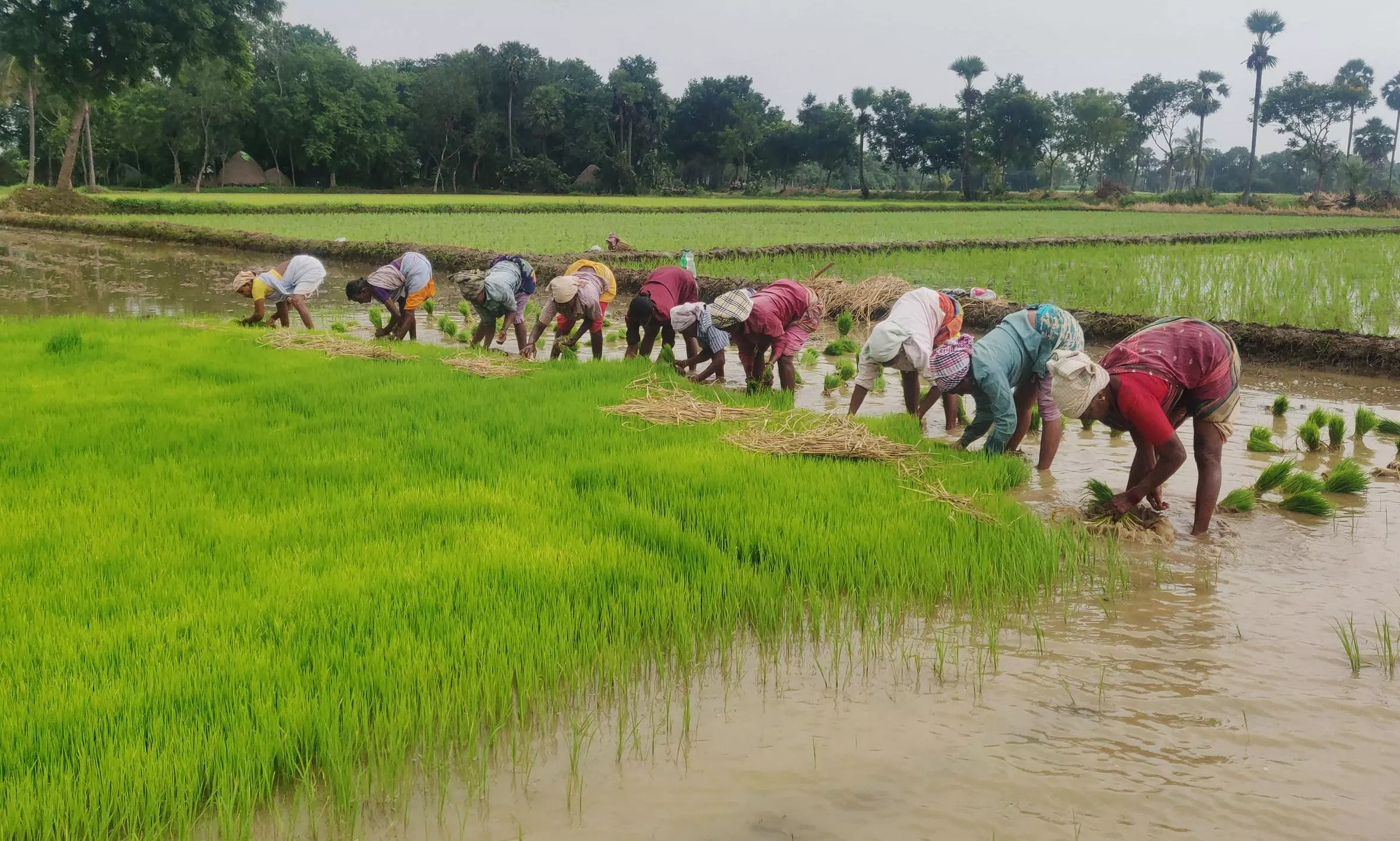 Telangana: Cropping Area Likely to Increase this Season