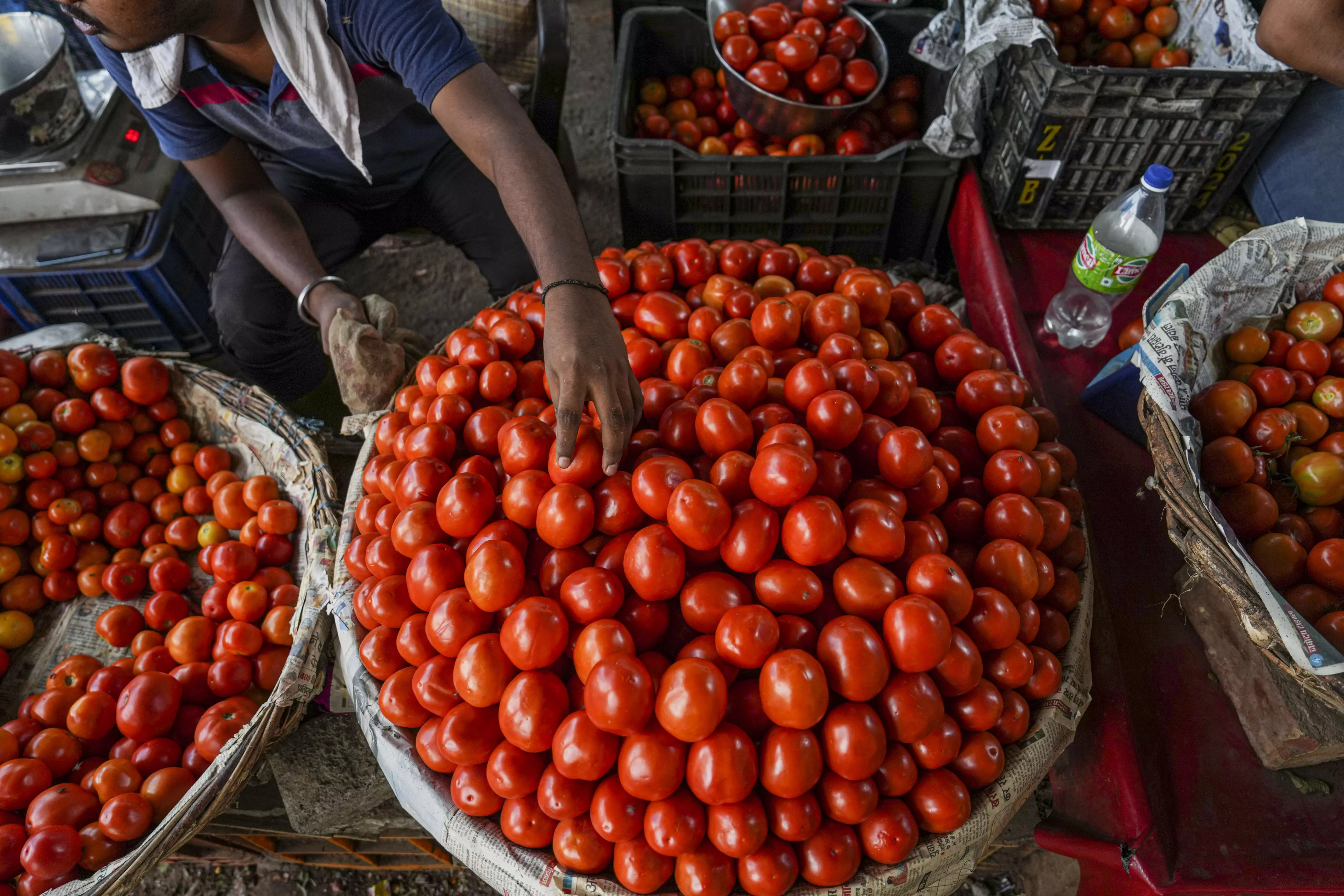 Tomato at ₹15/kg, Farmers Dump Stock in Protest