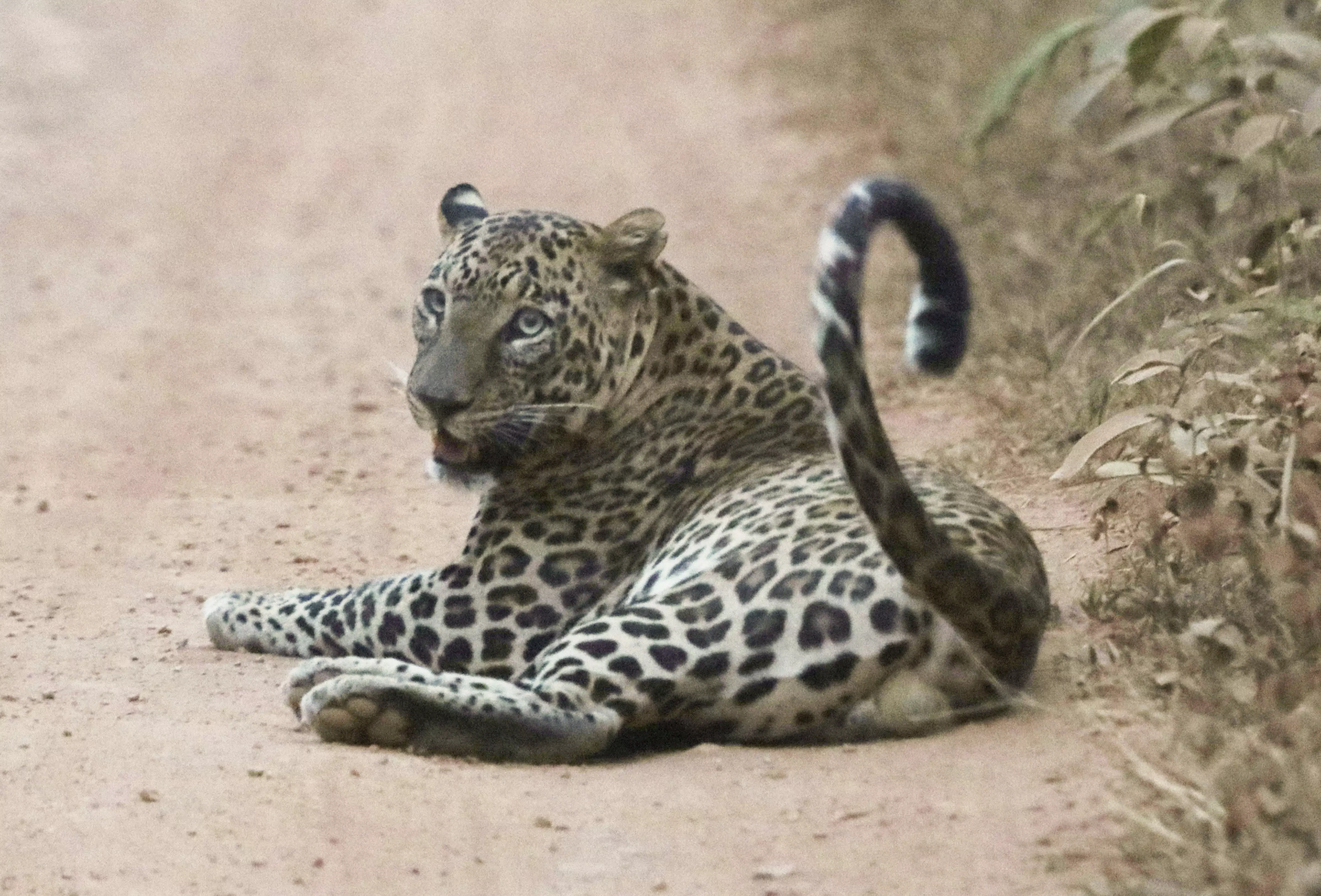 Leopard Spotted in Srisailam