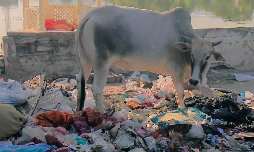 AP: 70 Kg of Plastic and Iron Removed from Cows Body