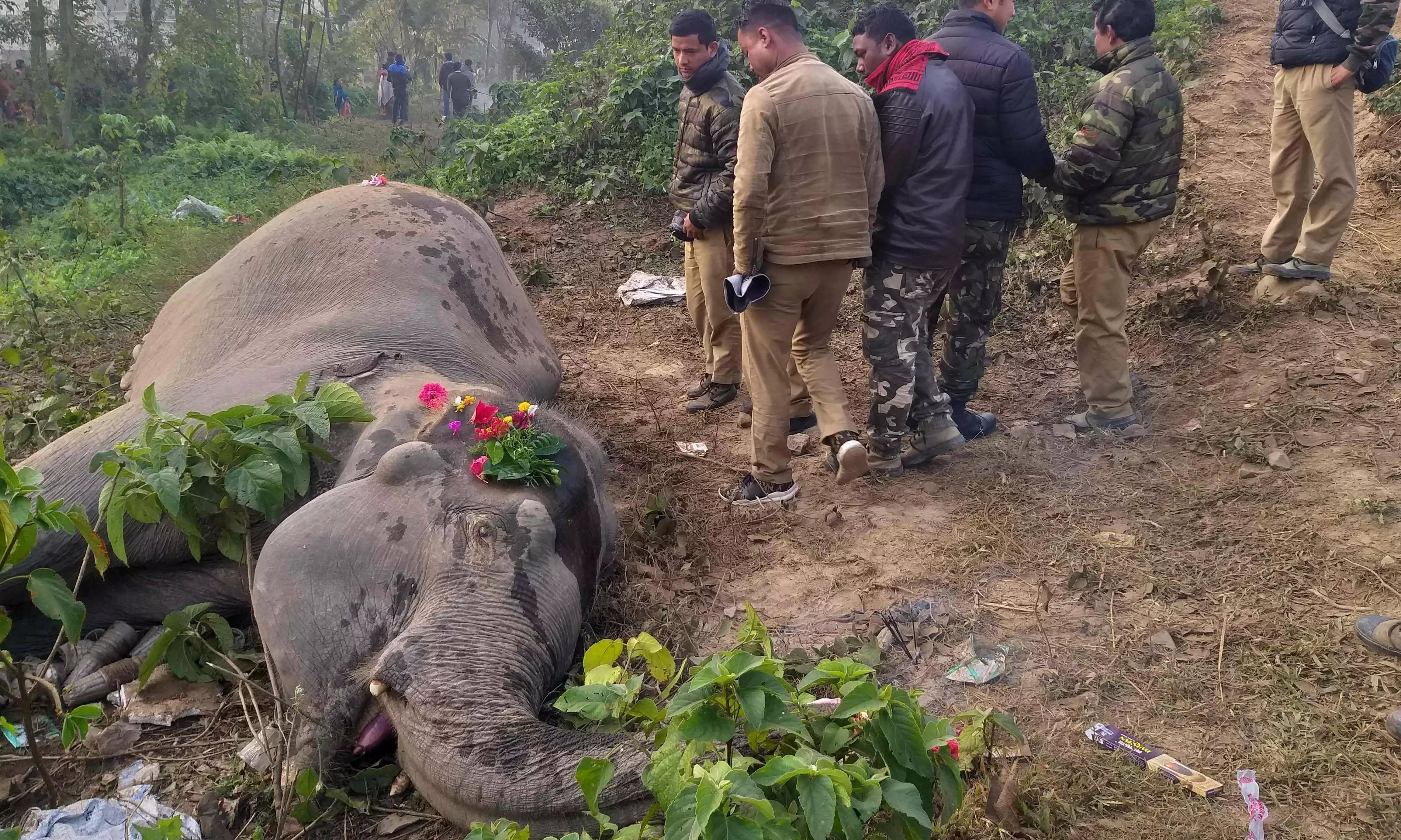 Young Elephant’s Death Exposes Wildlife Crisis in Chittoor District