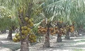 Farmers Want 2026 Declared As Coconut Year