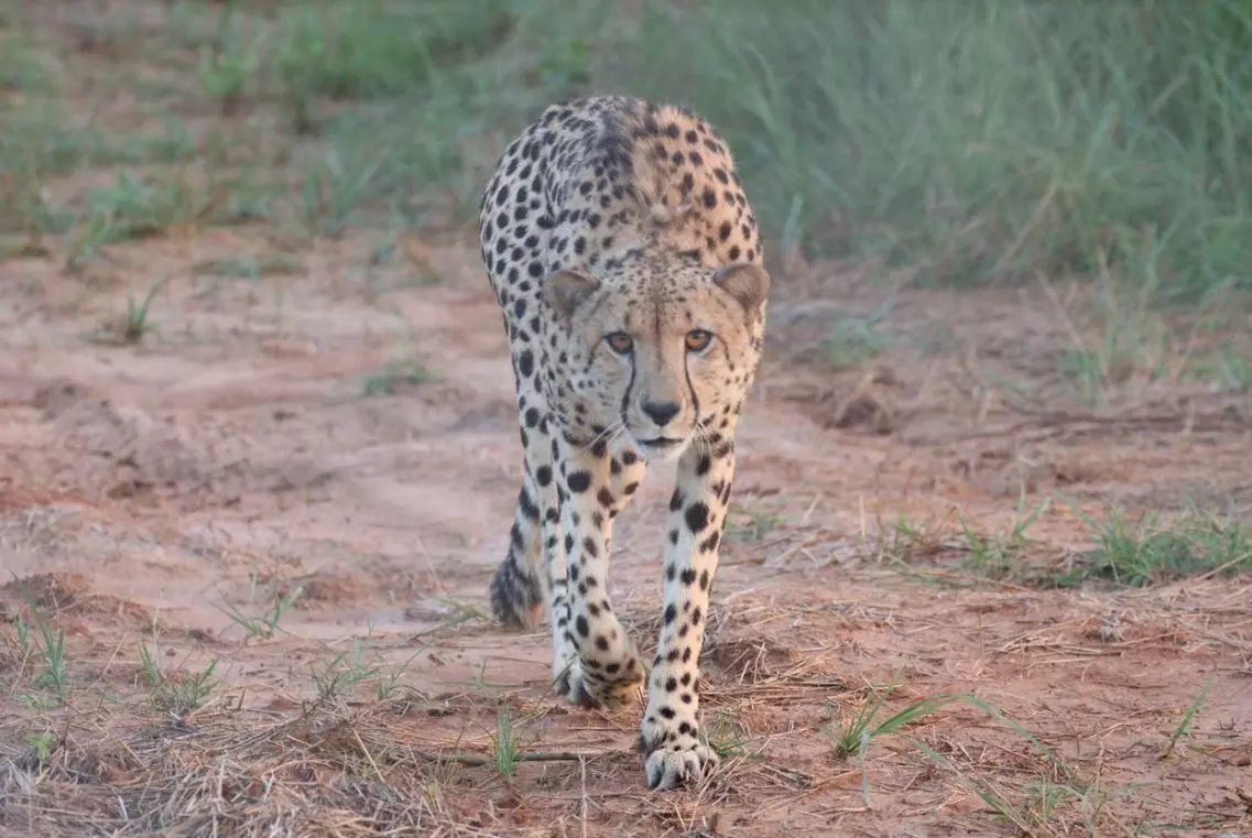 MP/Cheetah Pawan, ‘Casanova of Kuno,’ Dies Due to Drowning; Feline Count Now Down to 24 in Kuno