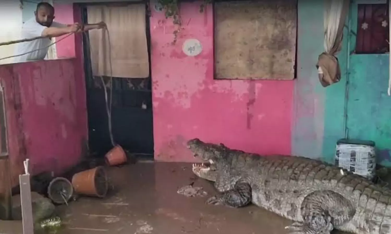 Several crocodiles venture into human settlements in Vadodara after heavy rains