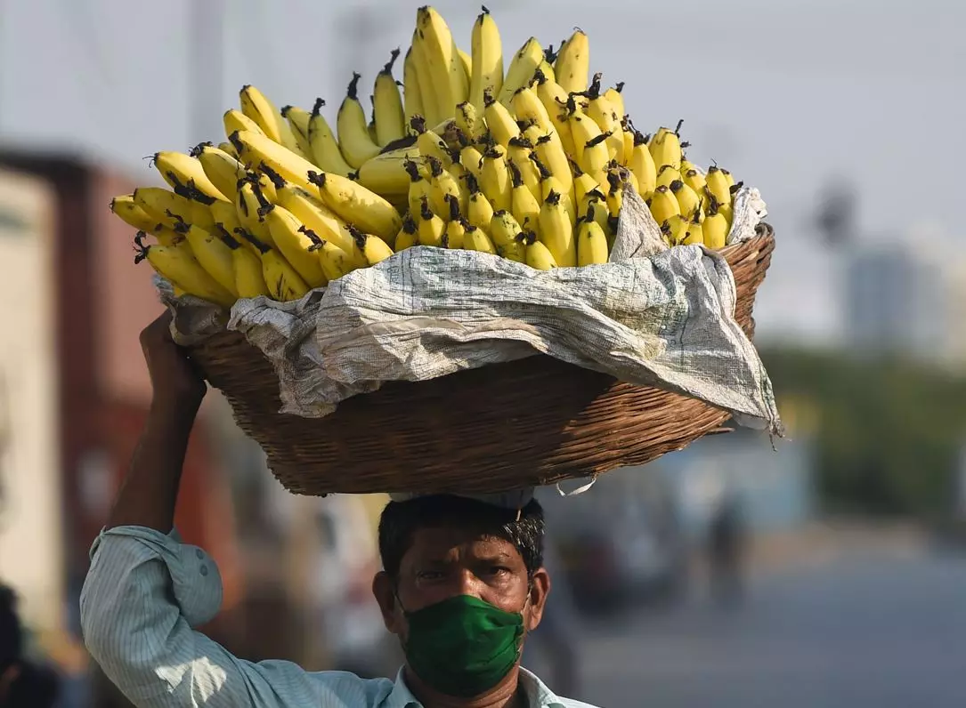 Price Surge in Banana Brings Joy to Farmers