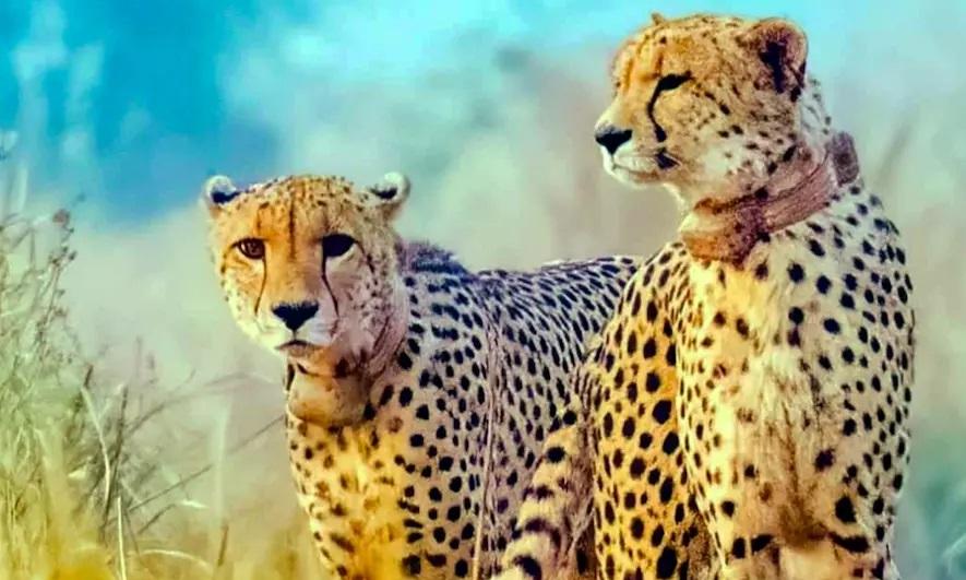 MP: Documentary to Tell Story of Adoption of Kuno by African Cheetahs