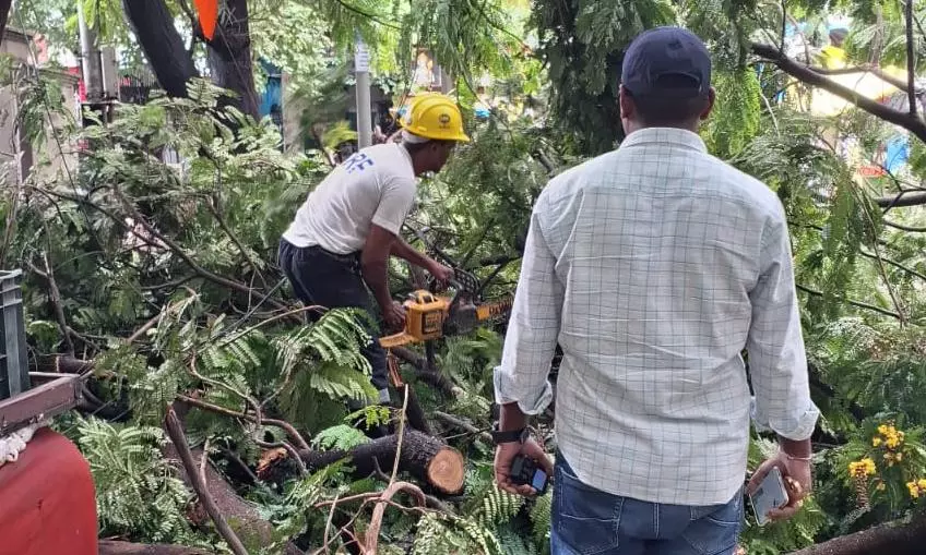 DRF clearing uprooted trees in rain-hit areas in Hyderabad