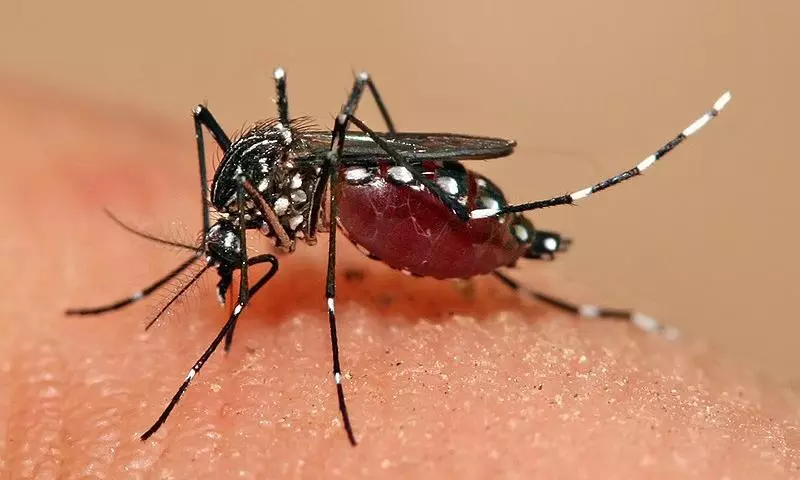 1,000 Dengue Cases in Telangana in Just 6 Days, Spike in Fever Cases