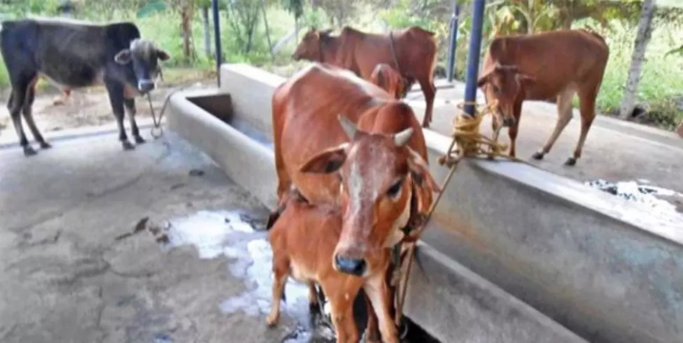 Three Cattle Grazers Rescued from Godavari Flood Waters