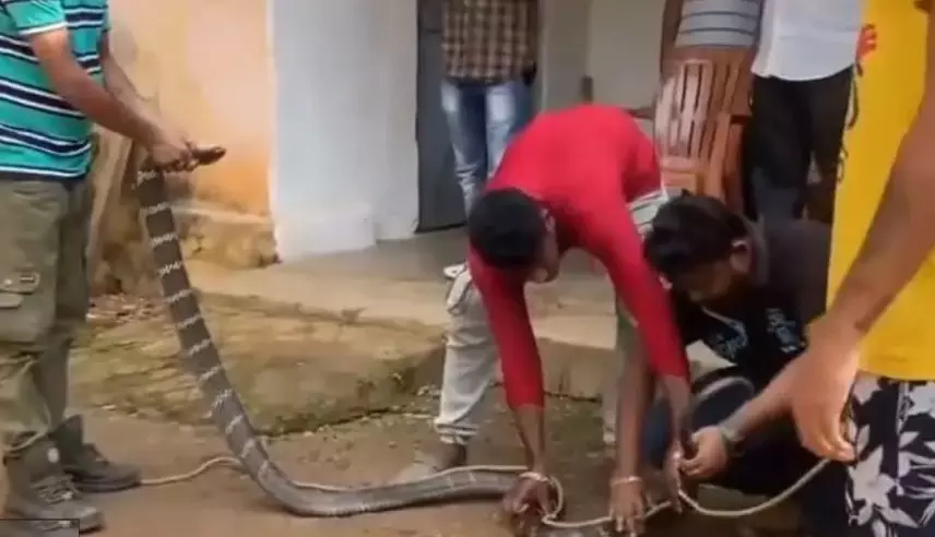 11-ft Long King Cobra Rescued from House in Odisha